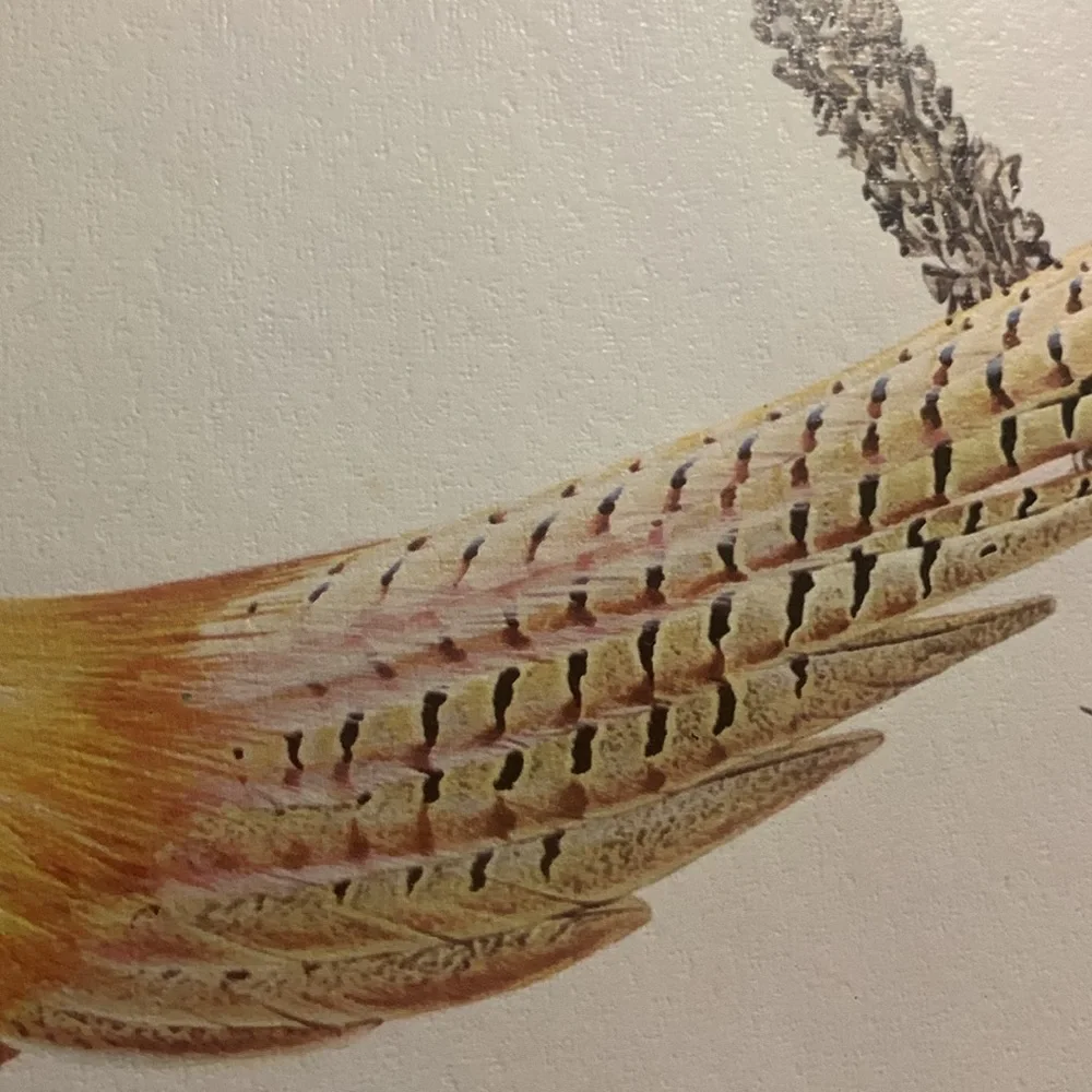 Glen Loates “ RING-NECKED PHEASANT “ Signed and sealed approved 23 x 18 inches